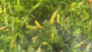 mutual cooperation to harvest red cayenne pepper
