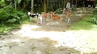 dog angry