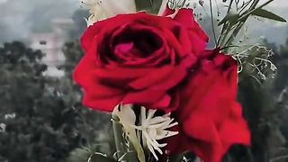 Flower song ❤️