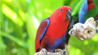 Amazing Birds