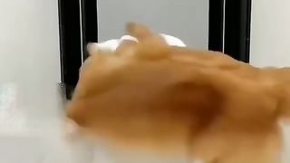 Dog dance payel gumuru dong