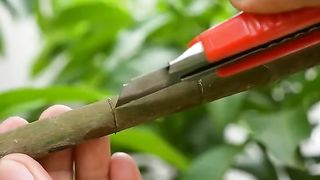 ????How to grow mango tree by air