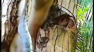 An unlucky adventurous monkey