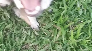 Dog Life style dog funny