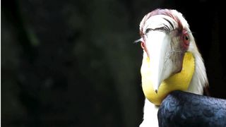 Forest Birds