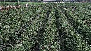 An Agricultural project