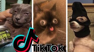 New Funny Animals ???? Funniest Cats and Dogs Videos ????????