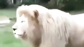 ملك الغابة يغني