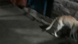 Cat vs Rat