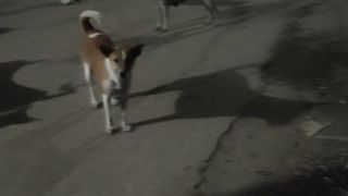 Dogs at night