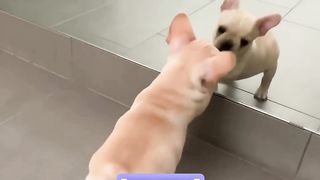 funny cute puppies