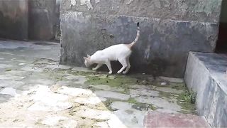 Cat is a beautiful animal
