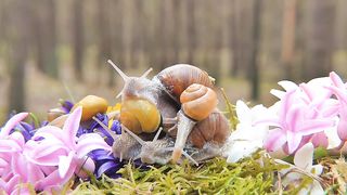Escargots, Mollusques, Invertébrés.