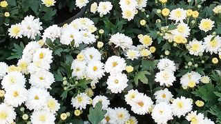 Nursery flower garden সুন্দর একটি ভিডিও
