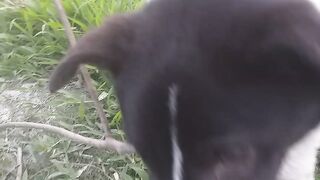 Dog plying dog funny