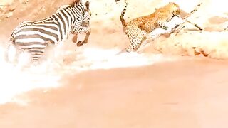 Tiger Catches Zebra