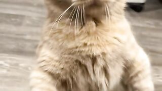 Boss cat