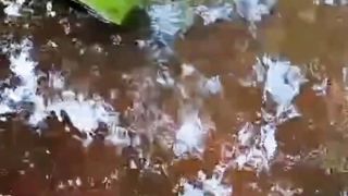 Apa itu PASTA❓Terbuat dari apa❓ untuk apa pakan PASTA ini❓