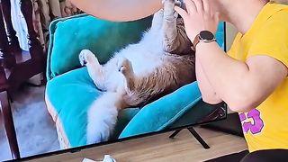 Cat and two eggs Funny Video|Best Funny Video 2024/ viral funny video