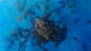 Begini jadinya jika LARVA LELE sejak dini diberi PASTA