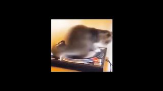 Funny cat's