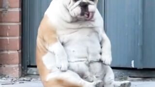 Doggy Is Very Funny ????????