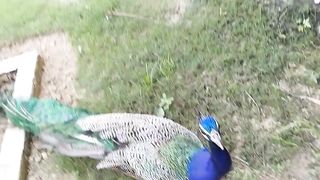 ভারতের জাতীয় পাখি হলো ময়ূর  |   Peacock is the national bird of India
