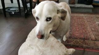 FUNNY DOGS will make you Crack Up All Day!