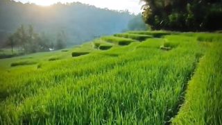 description of cool nature #nature