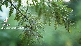 Beauty of the earth