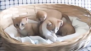 #cute