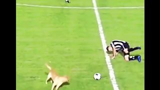 Slippery Paws and Humiliating Tumbles: When a Sneaky Dog Sends a Football Player Crashing!"