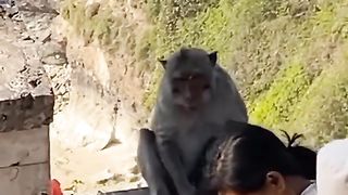 There is corruption in animal kingdom