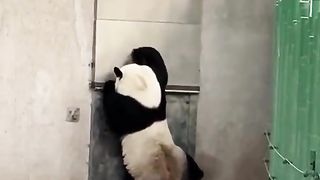 That Panda needs to go..