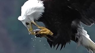 Can an eagle swallow a fish while flying