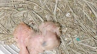 bird nest;new born bird