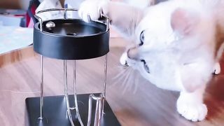 Funny Cat Playing with Magnetic Ball