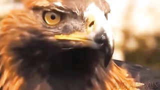 The furious moment of the fierce eagle Eagles Brutally Torture Snakes With Their Hard Beaks