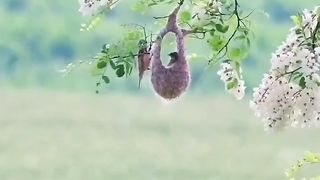 Beautifull creatures