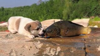 The dog and the fish encounter each other