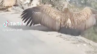 Incredible creatures