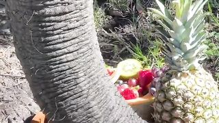 Bubbles the #elephant enjoying a snack ????????????????
