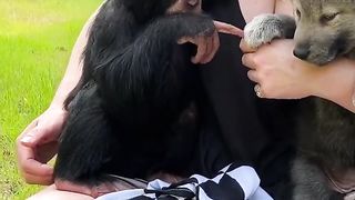 #chimp #chimpanzee #wolf #ape #monkey