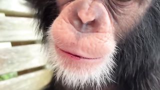 #chimp #chimpanzee #ape #monkey #cute #cutebaby