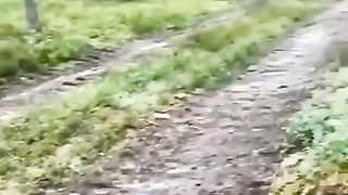 An extremely intelligent rabbit knows the dog is following its scent, so he doubles back.