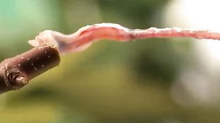 Chameleon Tongue Attack in Slow Motion ????????