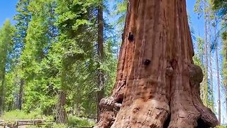 Welcome to the Sequoia National park, home to the biggest trees in the world.