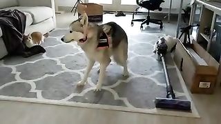 Husky is left baffled as his owner plays a disappearing trick on him in adorable video