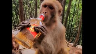 Woo, How Monkeys Consume Alcohol in the Forest.