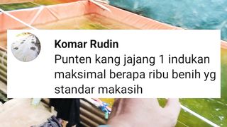 Sepasang INDUKAN lele bisa menghasilkan berapa puluh ribu bibit lele❓Sepengalaman kalian